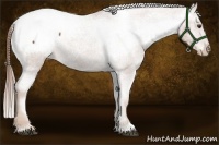 Horse Color:Chestnut Appaloosa