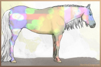 Horse Color:Gray Perlino Roan Splash