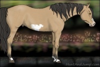Horse Color:Buckskin Roan Frame 