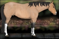 Horse Color:Buckskin Roan 
