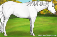 Horse Color:Gray Palomino Tobiano Appaloosa 