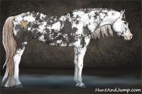 Horse Color:Liver Chestnut Sabino Appaloosa 