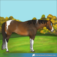 Horse Color:Gray Buckskin Splash Tobiano Rabicano