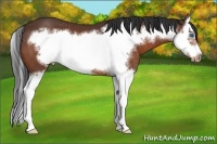 Horse Color:Bay Splash Frame Appaloosa 