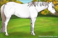 Horse Color:Liver Chestnut Sabino Frame Appaloosa