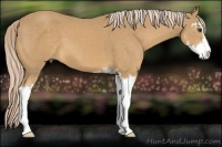 Horse Color:Palomino Sabino