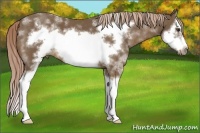 Horse Color:White Spotted Chocolate Palomino Sabino Splash Frame