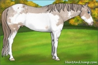 Horse Color:Bay Splash Frame Appaloosa 