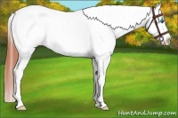 Horse Color:Bay Roan Splash Appaloosa