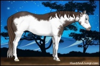 Horse Color:Liver Chestnut Splash Frame