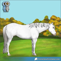Horse Color:Smoky Black Sabino Appaloosa Rabicano 