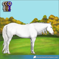 Horse Color:White Spotted Gold Cream Champagne Pearl Appaloosa