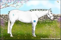 Horse Color:Chestnut Appaloosa