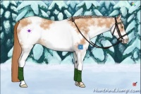 Horse Color:White Spotted Gold Champagne Frame 