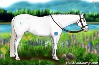 Horse Color:Chestnut Appaloosa 