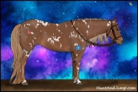 Horse Color:White Spotted Chestnut  and White Spotted Chestnut 