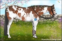 Horse Color:White Spotted Bay