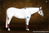 Horse Color:Chestnut Splash Appaloosa 