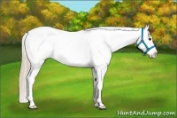 Horse Color:Chestnut Tobiano Appaloosa 