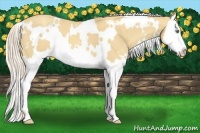 Horse Color:White Spotted Gold Cream Champagne Splash 
