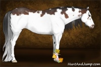 Horse Color:White Spotted Bay Splash Frame Rabicano