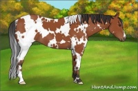 Horse Color:White Spotted Bay 