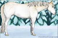 Horse Color:White Spotted Palomino 