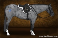 Horse Color:Blue Roan 