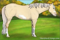 Horse Color:Silver Amber Champagne Dun Splash Frame