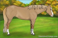 Horse Color:Red Dun Splash 
