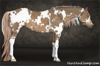 Horse Color:White Spotted Chocolate Palomino