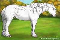 Horse Color:White Spotted Bay 