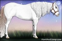 Horse Color:Chestnut Splash Appaloosa