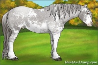 Horse Color:Liver Chestnut Sabino Appaloosa 