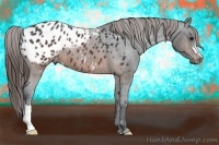 Horse Color:Brown Appaloosa 