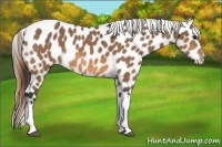 Horse Color:Buckskin Tobiano Appaloosa