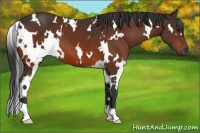 Horse Color:White Spotted Bay 