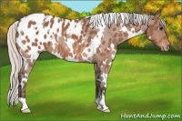Horse Color:White Spotted Silver Bay Roan Appaloosa