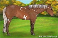 Horse Color:White Spotted Silver Bay 