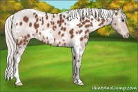 Horse Color:White Spotted Silver Bay Appaloosa 