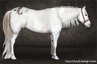 Horse Color:White Spotted Buckskin Splash Varnish 