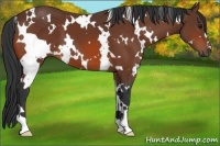 Horse Color:White Spotted Bay