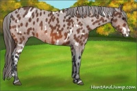 Horse Color:White Spotted Bay Appaloosa