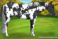 Horse Color:White Spotted Black