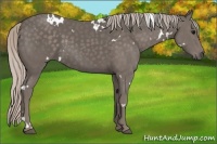 Horse Color:White Spotted Silver Black 