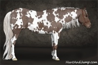 Horse Color:White Spotted Silver Black Appaloosa 