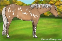 Horse Color:White Spotted Silver Buckskin 