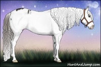 Horse Color:Liver Chestnut Frame Appaloosa