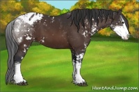 Horse Color:Bay Sabino Appaloosa