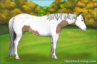 Horse Color:Bay Dun Splash Tobiano